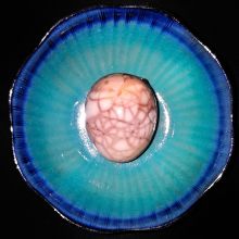 Tea Egg.jpg