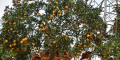 Thumbnail for version as of 12:44, 8 January 2022